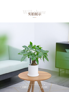 宁波江北植物租摆公司，为您的空间增添生机！