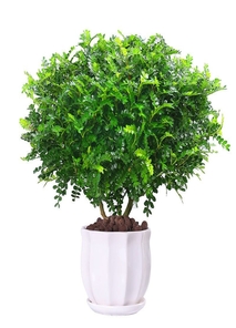 宁波杭州湾花木租摆专业