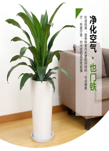 宁波杭州湾专业植物出租，开启绿色租赁新体验