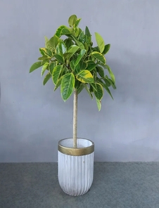 鄞州专业盆景租摆,开启精致生活篇章!